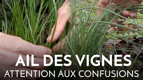 L'Ail des vignes, ails sauvages, attention aux confusions.